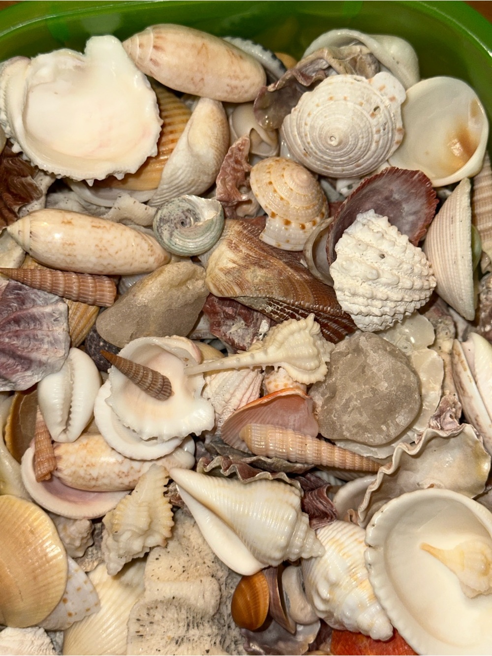 Natural Mixed Seashells Decorative Mix - White, Cream & Tan 2 lbs